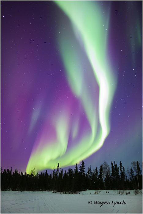 Aurora Borealis 49 by Dr. Wayne Lynch &copy;